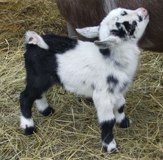 a black and white baby goat standing in hay