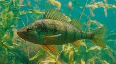 a fish that is swimming in some water next to grass and plants with small yellow flowers