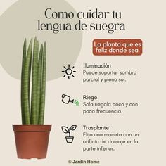 an advertisement for a houseplant plant with the caption'como cuidar tu lengua de suegra '