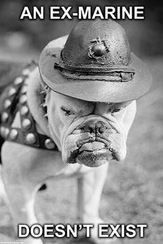 an ex - marine dog wearing a fireman's hat with the caption doesn't exit