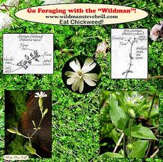 several pictures of wildflowers and plants in the woods with caption that says, go foraging with the wildman