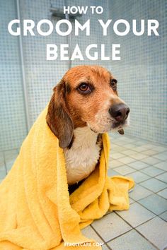 a brown and white dog wrapped in a yellow towel with the title how to groom your beagle