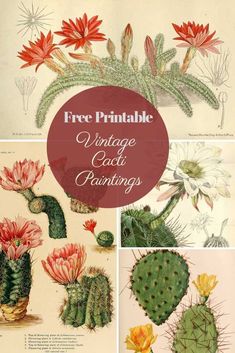 three pictures of cactus plants with the title free printable vintage cactus paintings