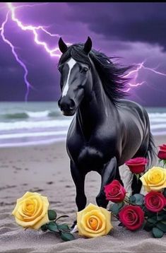 a black horse standing on top of a sandy beach next to red and yellow roses