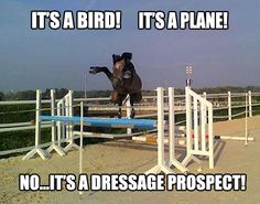 a horse jumping over an obstacle with the caption it's a bird it's a plane