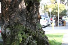 an old tree with moss growing on it's trunk next to a sidewalk and cars parked in the background