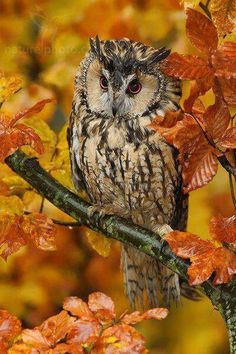 an owl is sitting on a tree branch in the fall leaves and looking at the camera