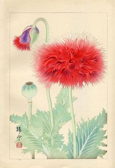 Asian Flowers, Japon Illustration, Scientific Illustration, Botanical Illustrations