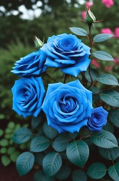 three blue roses with green leaves and pink flowers in the backgrounnds