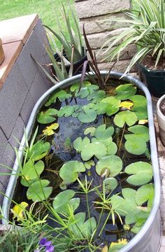 a tub filled with water lilies and plants