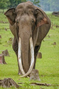 an elephant with large tusks walking through the grass in front of some stumps