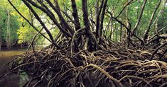 a large tree that is growing over some water in the woods with lots of roots