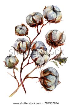 a watercolor painting of cotton plant with leaves and buds on a white background stock photo