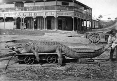 an alligator is laying on the ground in front of a building with a man standing next to it