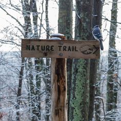 a blue bird perched on top of a wooden sign in the woods with snow around it