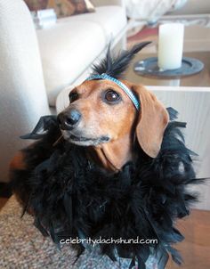 a dog wearing a black feather boa around its neck and collar, sitting on a couch