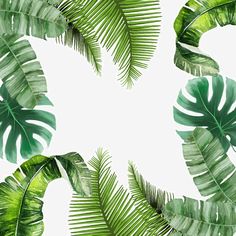 green palm leaves on a white background with space in the middle for text or image