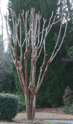 a bare tree in the middle of a park