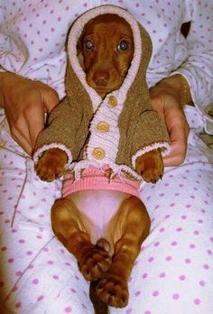 a small brown dog laying on top of a bed next to a person wearing a sweater