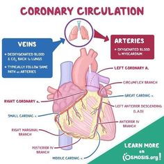 the anatomy of the human heart and its major functions, including coronary circulations