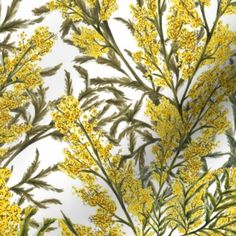 yellow flowers and green leaves on a white background