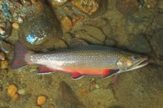 a fish that is laying on some rocks