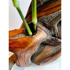 two green plants in a wooden vase on a white surface with the stems sticking out