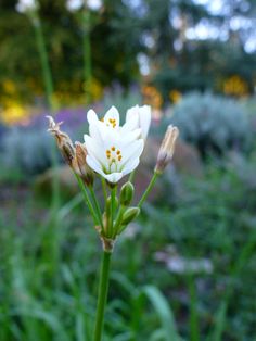 a white flower with yellow stamens in the foreground and green grass in the background