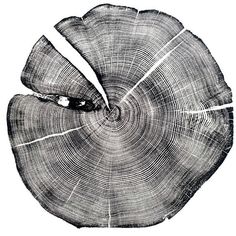 the cross section of a tree trunk