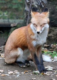 a red fox sitting on the ground with its eyes closed