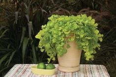 a potted plant sitting on top of a table next to two limes in a bowl