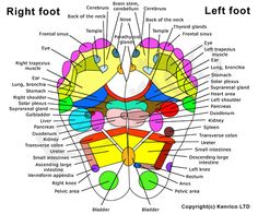 Normally I only pin foot pictures that I like to my Foot Diagrams board. But I have to pin this one because it's unusual. Raindrop Technique, Reflexology Foot Chart, Reflexology Chart, Essential Oils Young Living, Yl Essential Oils, Foot Reflexology, Massage Benefits, Acupuncture Points, Young Living Oils