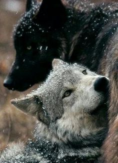 900+ Wolves ideas | beautiful wolves, wolf love, animals wild