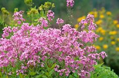 some pink flowers are growing in the grass