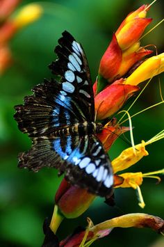 a blue and black butterfly sitting on top of a flower