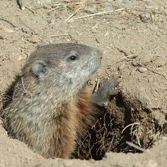 a groundhog is poking its head out of the hole in the dirt and grass