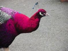 a colorful bird standing on top of a cement ground