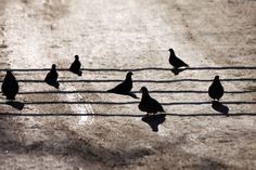 a flock of birds standing on top of a dirt road next to a wire fence