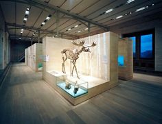 a museum display case with an animal statue in it's center and lights on the ceiling