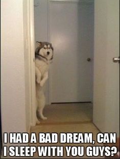 a dog standing on its hind legs in front of a door with the caption i had a bad dream, can i sleep with you guys?