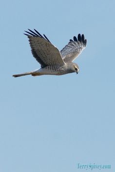 a white and black bird flying in the sky