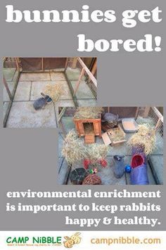 a poster with an image of some animals in their pen and the caption says, bunnies get bored environmental enrichment is important to keep rabbits happy & healthy