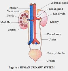 Female Urinary Tract Diagram | Excretory system, Human body systems ...