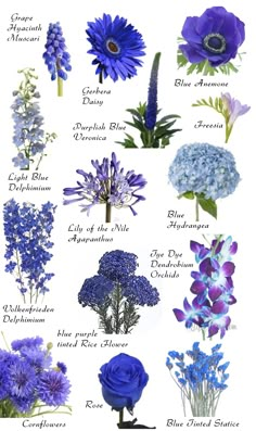 blue flowers and their names on a white background