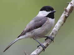 a black and white bird is perched on a branch