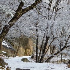 a snow covered forest with rocks and trees