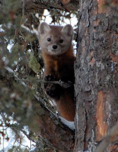 a small brown animal standing on top of a tree