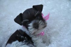 a small black and white dog with a pink collar on it's head sitting in the snow