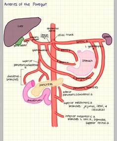 diagram of the anatomy of the human body