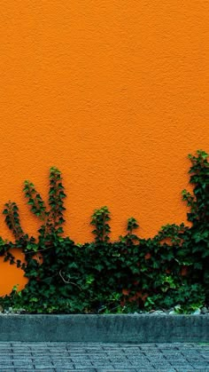 an orange wall with green plants growing on it and a bench in the foreground